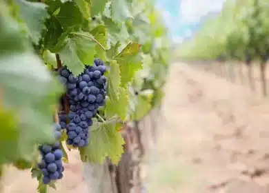 South Australia